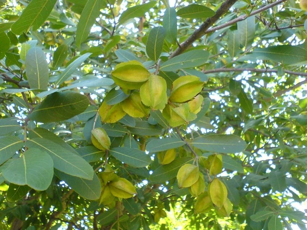 Terminalia arjuna: cardioprotective herbal drug relevance in modern pharmacology and green nanomedicine